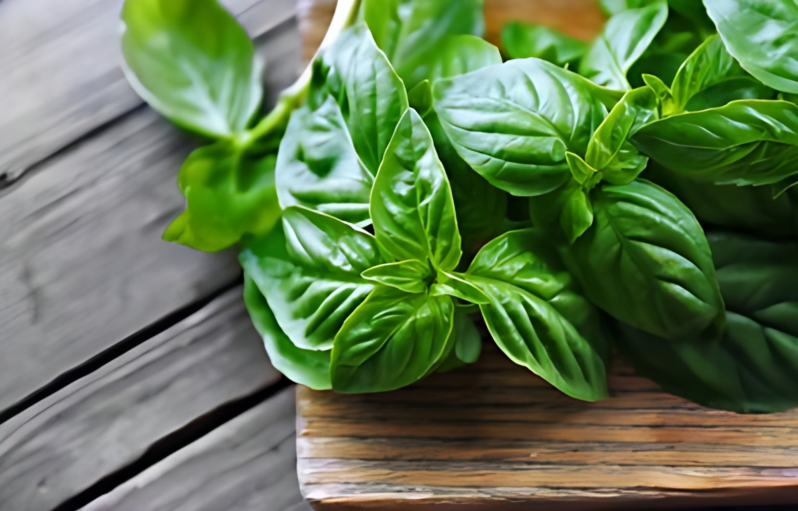 Hydroponically Grown Italian Basil 25 grams Lemonchillii Farms