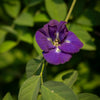 Chemical and Residue-Free Blue Pea Flowers (20 grams)