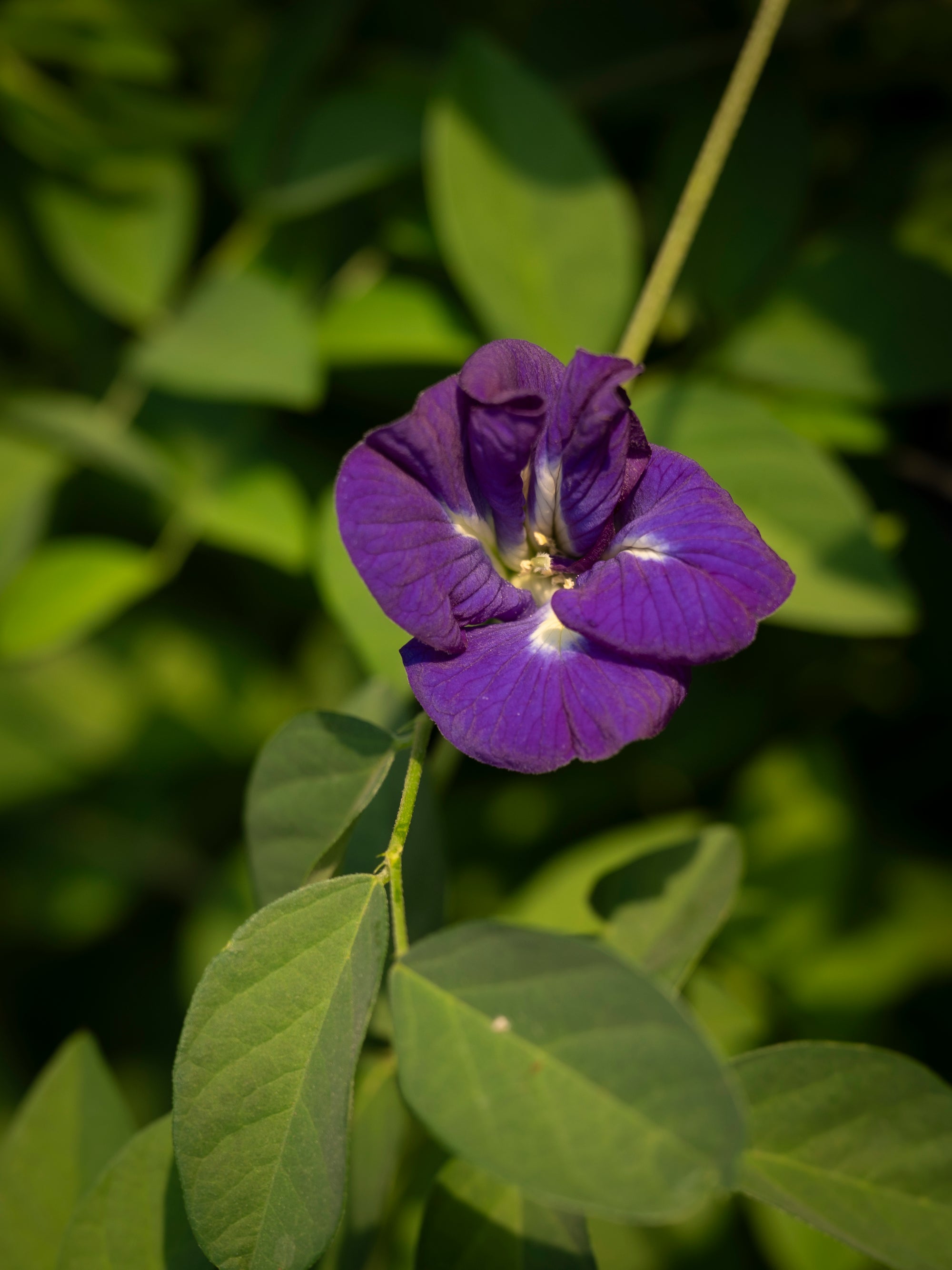 Chemical and Residue-Free Blue Pea Flowers (20 grams)