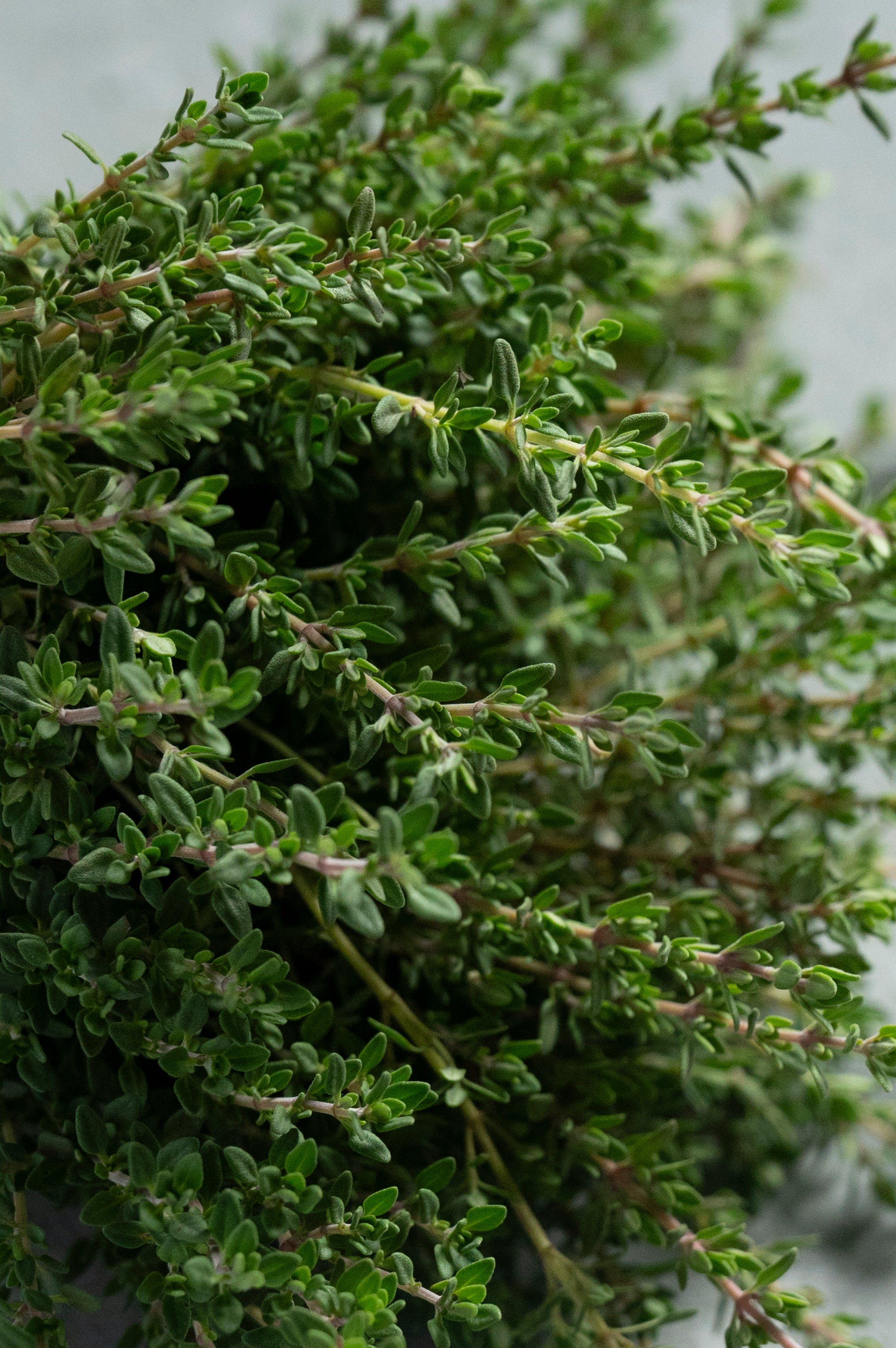 Chemical and Residue Free Thyme (30 grams)