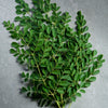Chemical and Residue Free Fresh Moringa Leaves (250 grams)