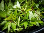Root Cut Organic Gongura (Roselle Leaves) (250 grams)