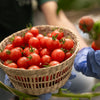 Red Cherry Tomatoes (250 grams)