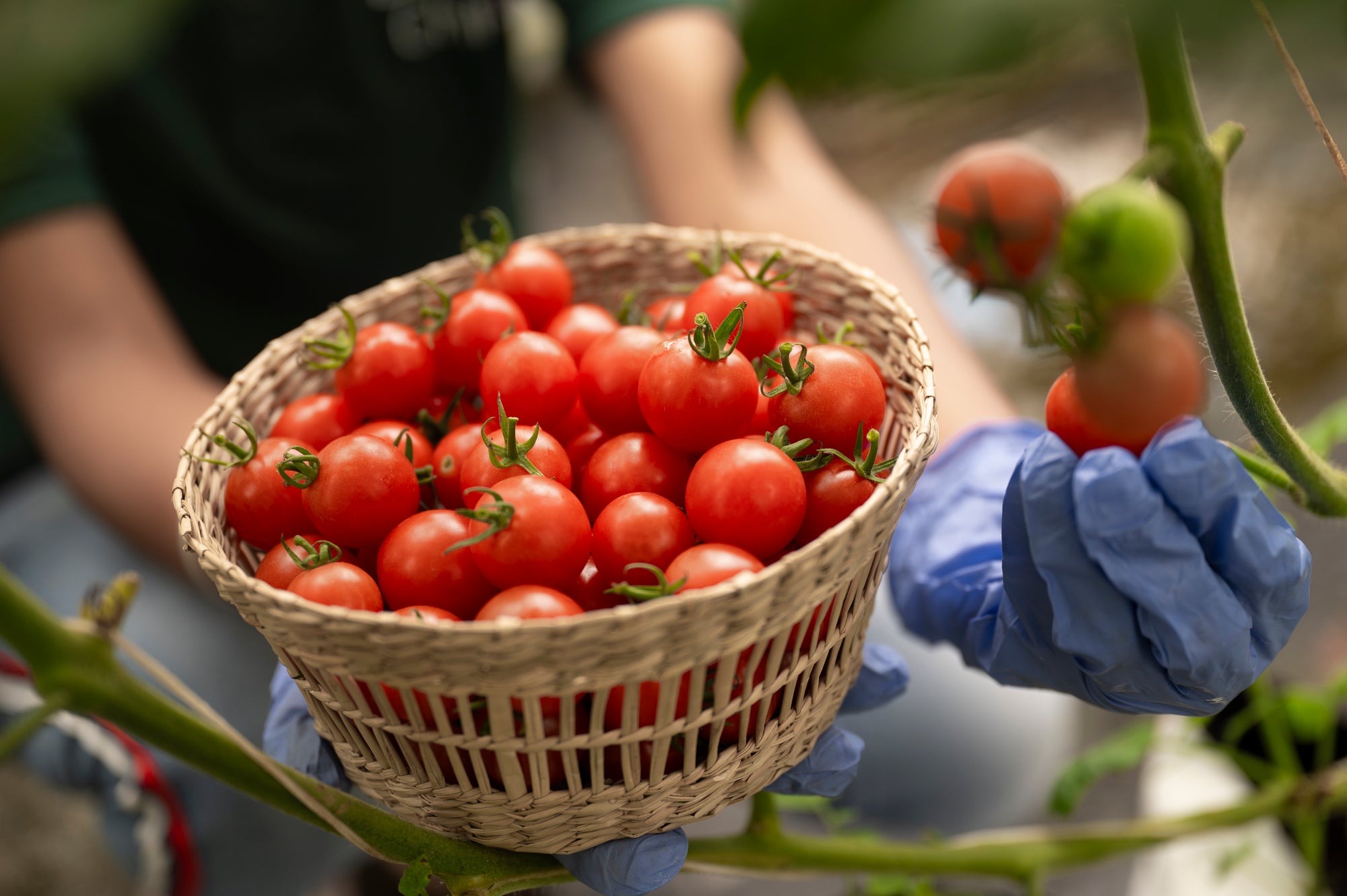 Tomatoes – Lemonchillii Farms Private Limited