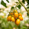 Yellow Baby Plum Tomatoes (250 grams)