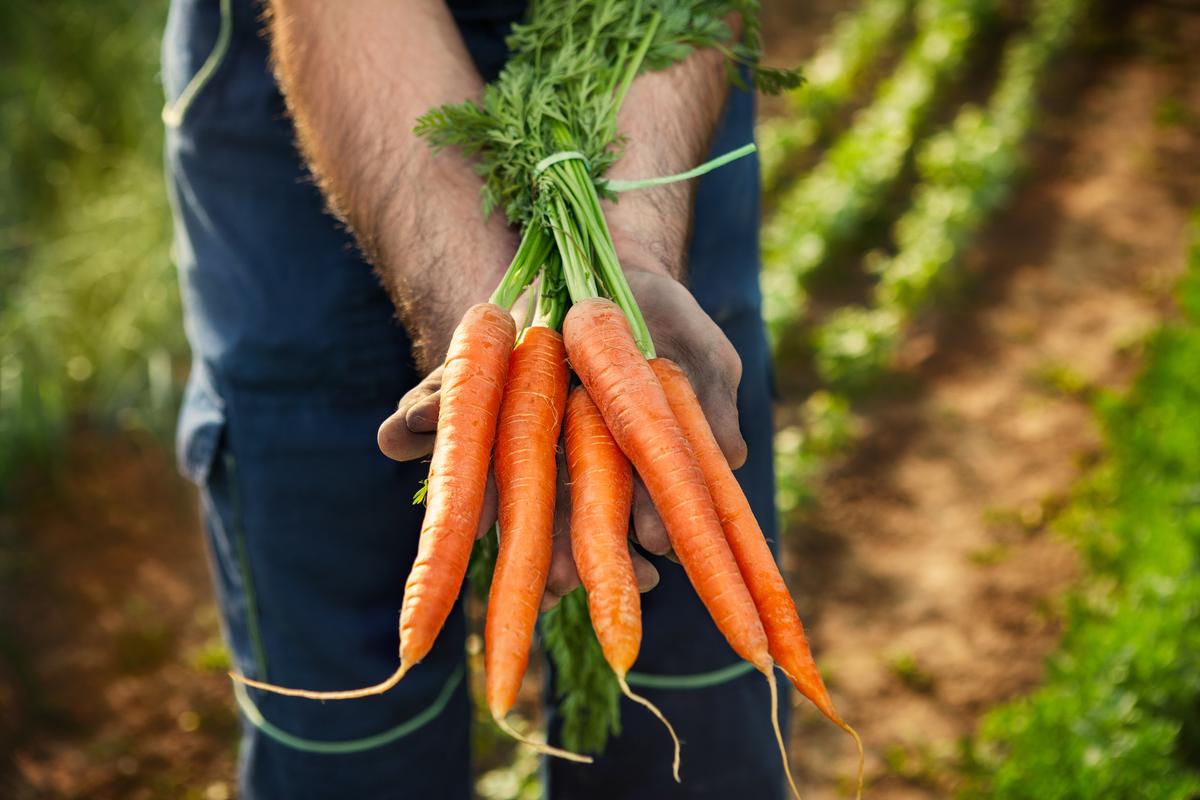 Chemical and Residue Free Carrots
